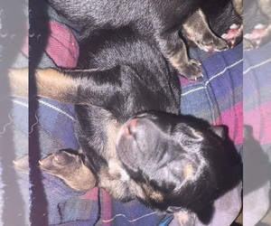 German Shepherd Dog Puppy for sale in SEAGROVE, NC, USA