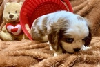 Small Photo #14 Cavalier King Charles Spaniel Puppy For Sale in LEICESTER, NC, USA