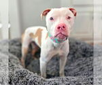 Small #3 American Staffordshire Terrier