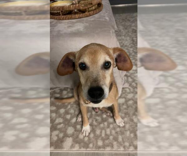 Medium Photo #1 Labrador Retriever-Unknown Mix Puppy For Sale in San Antonio, TX, USA