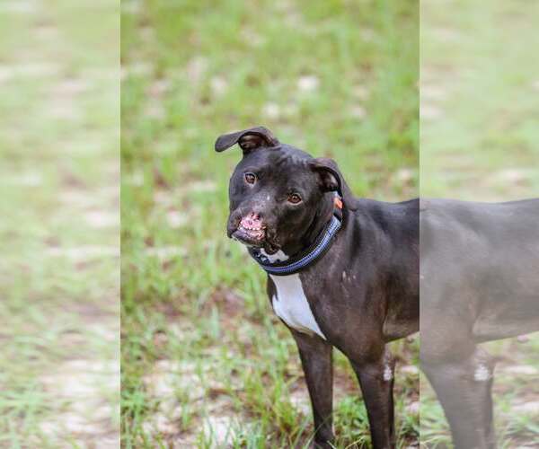 Medium Photo #9 Mutt Puppy For Sale in  Gainesville, FL, USA