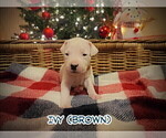 Small Photo #16 Dogo Argentino Puppy For Sale in MODESTO, CA, USA
