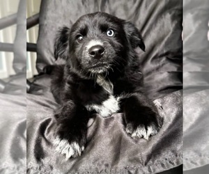 Border Collie Puppy for sale in TROY, MI, USA