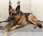 Small #1 German Shepherd Dog
