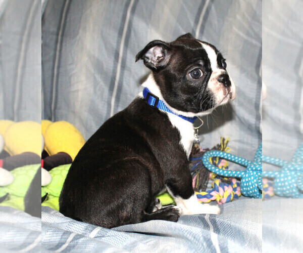 Medium Photo #9 Boston Terrier Puppy For Sale in BROOKSVILLE, FL, USA