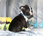 Small #8 Boston Terrier