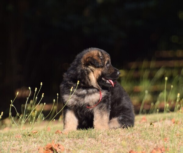 Medium Photo #22 German Shepherd Dog Puppy For Sale in FOREST GROVE, OR, USA