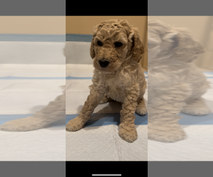 Poodle (Standard) Puppy for sale in GARDEN GROVE, CA, USA