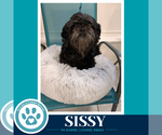 Small Photo #2 Shih Tzu-Unknown Mix Puppy For Sale in Kimberton, PA, USA