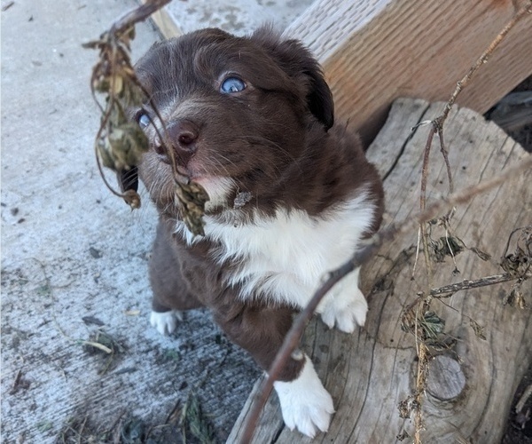 Medium Photo #39 Border Collie Puppy For Sale in HARRISON, ID, USA