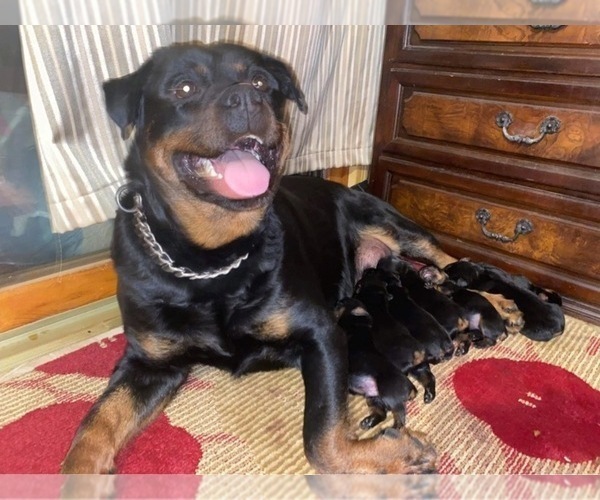 Medium Photo #1 Rottweiler Puppy For Sale in MONEE, IL, USA