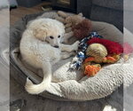 Small #1 Great Pyrenees Mix