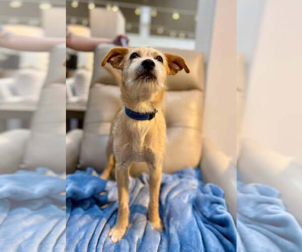 Medium Photo #5 Mutt Puppy For Sale in Visalia, CA, USA