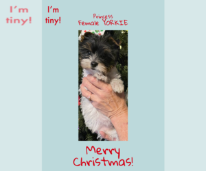 Yorkshire Terrier Puppy for sale in AZLE, TX, USA