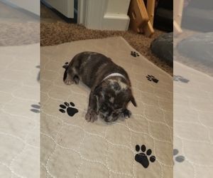 American Staffordshire Terrier-Catahoula Leopard Dog Mix Puppy for sale in JACKSONVILLE, NC, USA