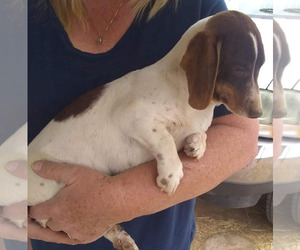 Dachshund Puppy for sale in BELEN, NM, USA