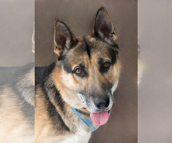 Medium Photo #1 German Shepherd Dog Puppy For Sale in Pasadena, CA, USA