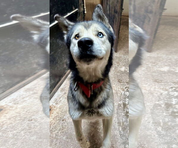 Medium Photo #4 Siberian Husky-Unknown Mix Puppy For Sale in Cedar Crest, NM, USA