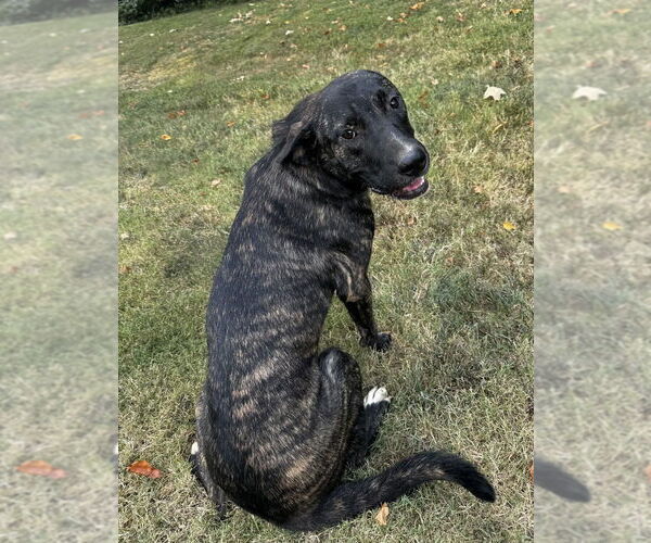 Medium Photo #1 Mountain Cur-Unknown Mix Puppy For Sale in Boston, MA, USA