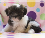 Small Photo #6 Shih-Poo Puppy For Sale in BAY VIEW, WI, USA