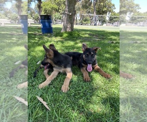 German Shepherd Dog Puppy for Sale in LOS ANGELES, California USA