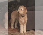 Small Photo #1 Goldendoodle Puppy For Sale in MIDLOTHIAN, VA, USA