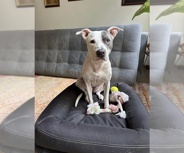 Medium Photo #3 American Pit Bull Terrier-Unknown Mix Puppy For Sale in Long Beach, CA, USA