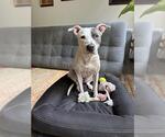 Small #2 American Pit Bull Terrier Mix
