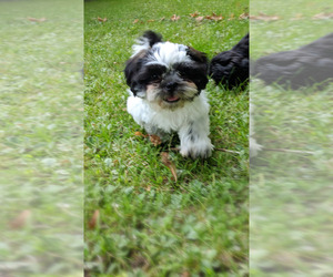 Shih Tzu Puppy for sale in LITTLE FALLS, MN, USA