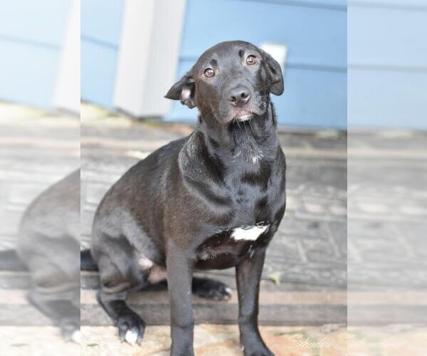 Medium Photo #3 Labrador Retriever-Unknown Mix Puppy For Sale in Brewster, NY, USA