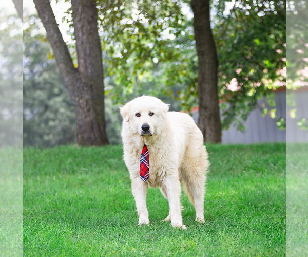Medium Photo #2 Great Pyrenees Puppy For Sale in Unionville, PA, USA
