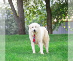 Small Photo #2 Great Pyrenees Puppy For Sale in Unionville, PA, USA