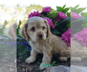 Cocker Spaniel Puppy for sale in DORCHESTER, WI, USA