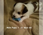 Small Photo #14 Havanese Puppy For Sale in DREXEL, MO, USA