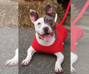 Mutt Dogs for adoption in Boonton, NJ, USA