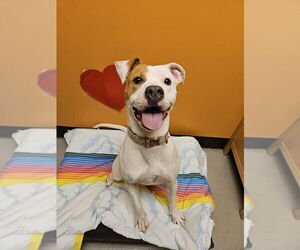 Mutt Dogs for adoption in Bellingham, WA, USA