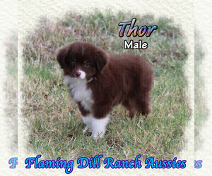 Irish Dane Puppy for sale in FORESTBURG, TX, USA