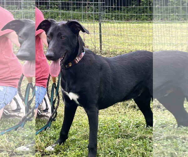 Medium Photo #1 Labrador Retriever-Unknown Mix Puppy For Sale in Crandall, GA, USA