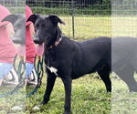 Small Labrador Retriever Mix