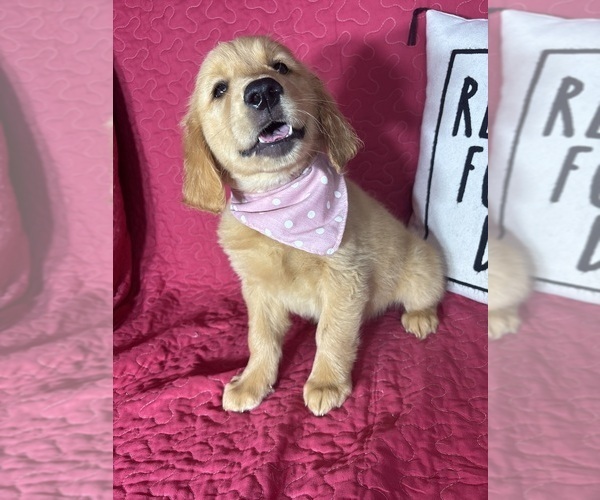 Medium Photo #4 Golden Retriever Puppy For Sale in GREENFIELD, IN, USA