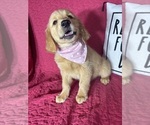 Small #3 Golden Retriever