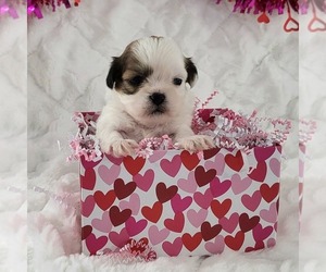 Zuchon Puppy for sale in ARTHUR, IL, USA