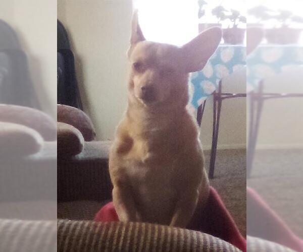 Medium Photo #2 Chihuahua Puppy For Sale in San Antonio, TX, USA