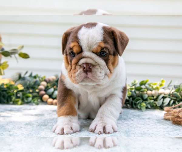 Medium Photo #8 Beabull-English Bulldog Mix Puppy For Sale in MILLERSBURG, OH, USA