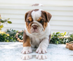 Small Photo #8 Beabull-English Bulldog Mix Puppy For Sale in MILLERSBURG, OH, USA
