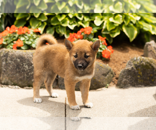 Medium Photo #4 Shiba Inu Puppy For Sale in MILLERSBURG, IN, USA
