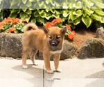 Small #3 Shiba Inu