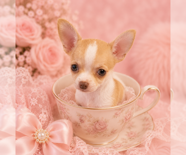 Medium Photo #2 Chihuahua Puppy For Sale in CAPE CORAL, FL, USA