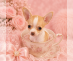 Financing - Female Chihuahua Puppy for Sale - Photo #2