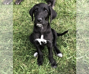 Great Dane-Poodle (Standard) Mix Puppies for Sale in USA, Page 1 (10 ...